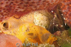 Banded Coral Shrimp with his buddy Brittlestar by Walt Hill 
